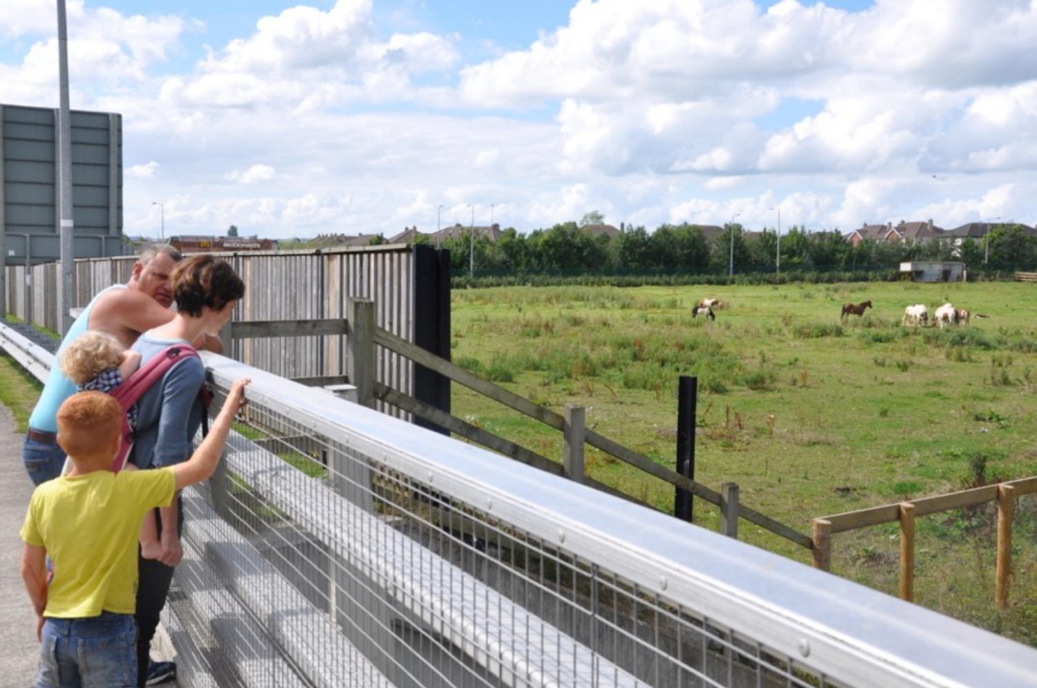 Image - Traveller Horse Project